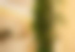 二、谢宗芬擅长项目